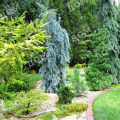 Ель колючая Glauca Pendula