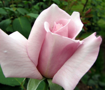 Роза чайно-гибридная Lady Di