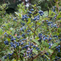 Голубика садовая Alvar