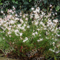 Гаура линдхеймера White Dove