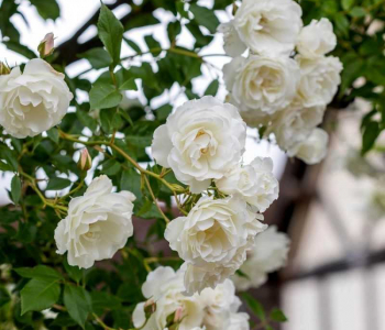 Роза плетистая Iceberg (Kordes)