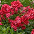 Флокс метельчатый Juliglut