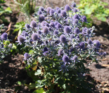 Синеголовник плосколистный Blauer Zwerg