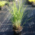 Мискантус китайский Graziella