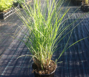 Мискантус китайский Graziella