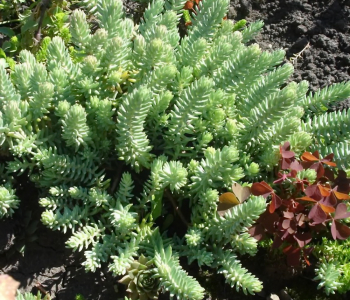 Очиток скальный