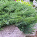 Можжевельник казацкий Blue Danube