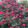 Роза флорибунда Gartenprinzessin Marie-Jose (Kordes)