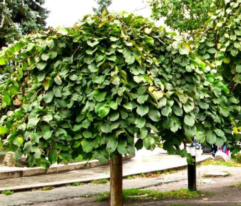 Вяз шершавый Camperdownii