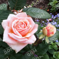 Роза чайно-гибридная Maxima Romantica (Meilland)