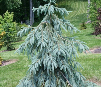 Ель энгельмана Glauca