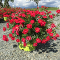 Роза почвопокровная Red Drift (Meilland)