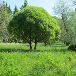 Ива ломкая Bulata