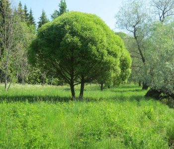 Ива ломкая Bulata