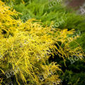 Кипарисовик горохоплодный Filifera Aurea Nana