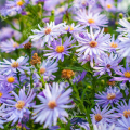 Астра сердцелистная Little Carlow