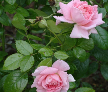 Роза канадская Lambert Closse