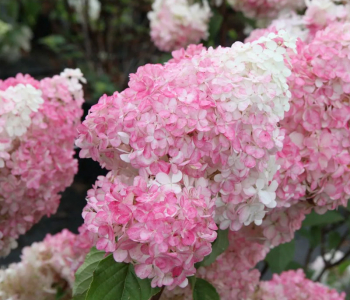Гортензия метельчатая Vanille Fraise