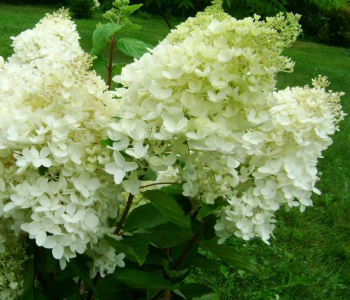 Гортензия метельчатая Grandiflora