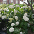 Гортензия древовидная Beauty Bell White