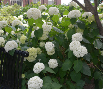 Гортензия древовидная Beauty Bell White
