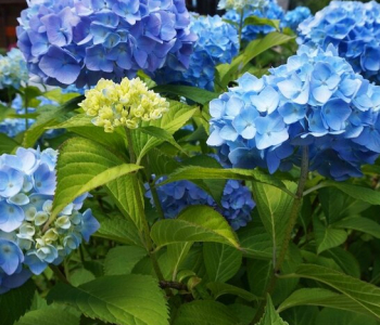 Гортензия крупнолистная Endless Summer Bloomstar blue