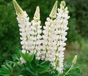 Люпин многолистный Gallery White