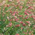 Кровохлебка лекарственная Old Pink