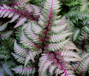 Кочедыжник ниппонский Red Beauty