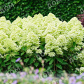 Гортензия метельчатая Magical Lime Sparkle