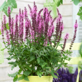 Шалфей дубравный Sensation Rose