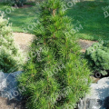 Сциадопитис мутовчатый Beauty Green