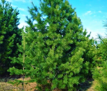 Кедр сибирский