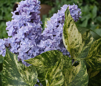 Сирень обыкновенная Aucubeafolia