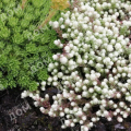 Очиток едкий Variegata