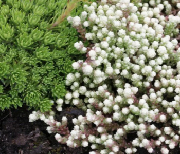 Очиток едкий Variegata