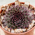 Молодило BigSam Coral Gray