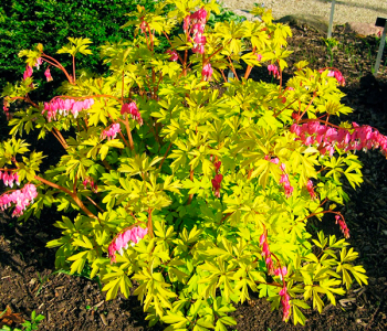 Дицентра великолепная Yellow Leaf