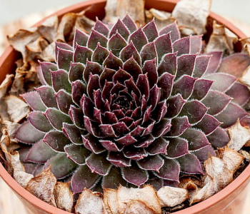 Молодило BigSam Coral Gray