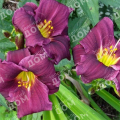 Лилейник Grape Velvet