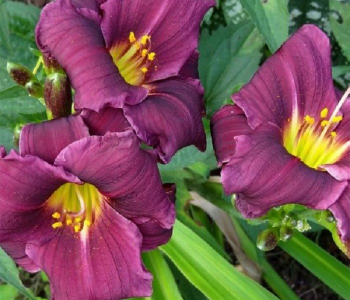 Лилейник Grape Velvet