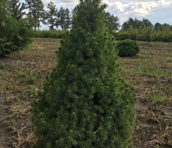 Ель канадская
