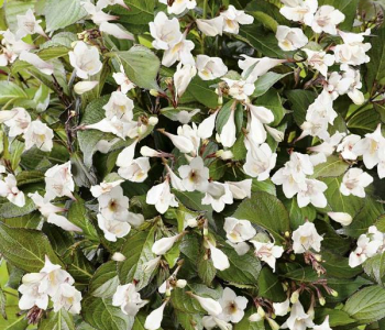 Вейгела White Lightning