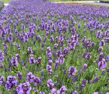 Лаванда узколистная Lovely Sky Blue