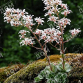 Камнеломка котиледон Southside Seedling