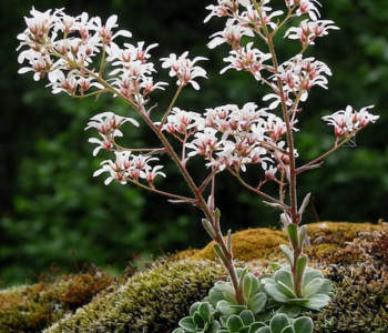 Камнеломка котиледон Southside Seedling