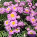 Мелколепестник красивый Pink Jewel