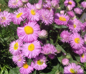 Мелколепестник красивый Pink Jewel