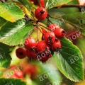 Боярышник сливолистный Prunifolia Splendens