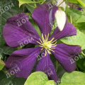Клематис крупноцветковый Etoile Violette